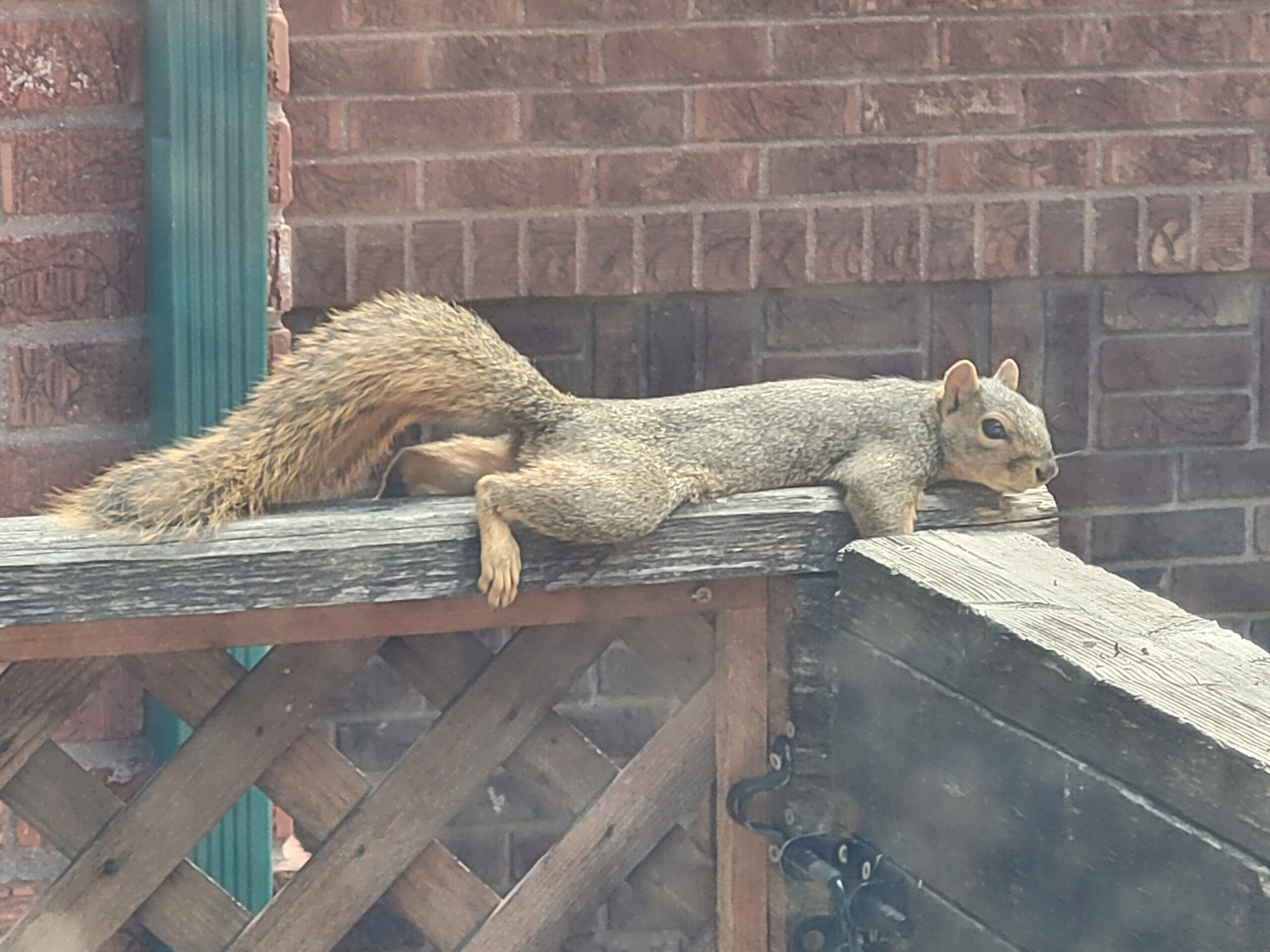 A squirrel doing a sploot on top of a wooden fence