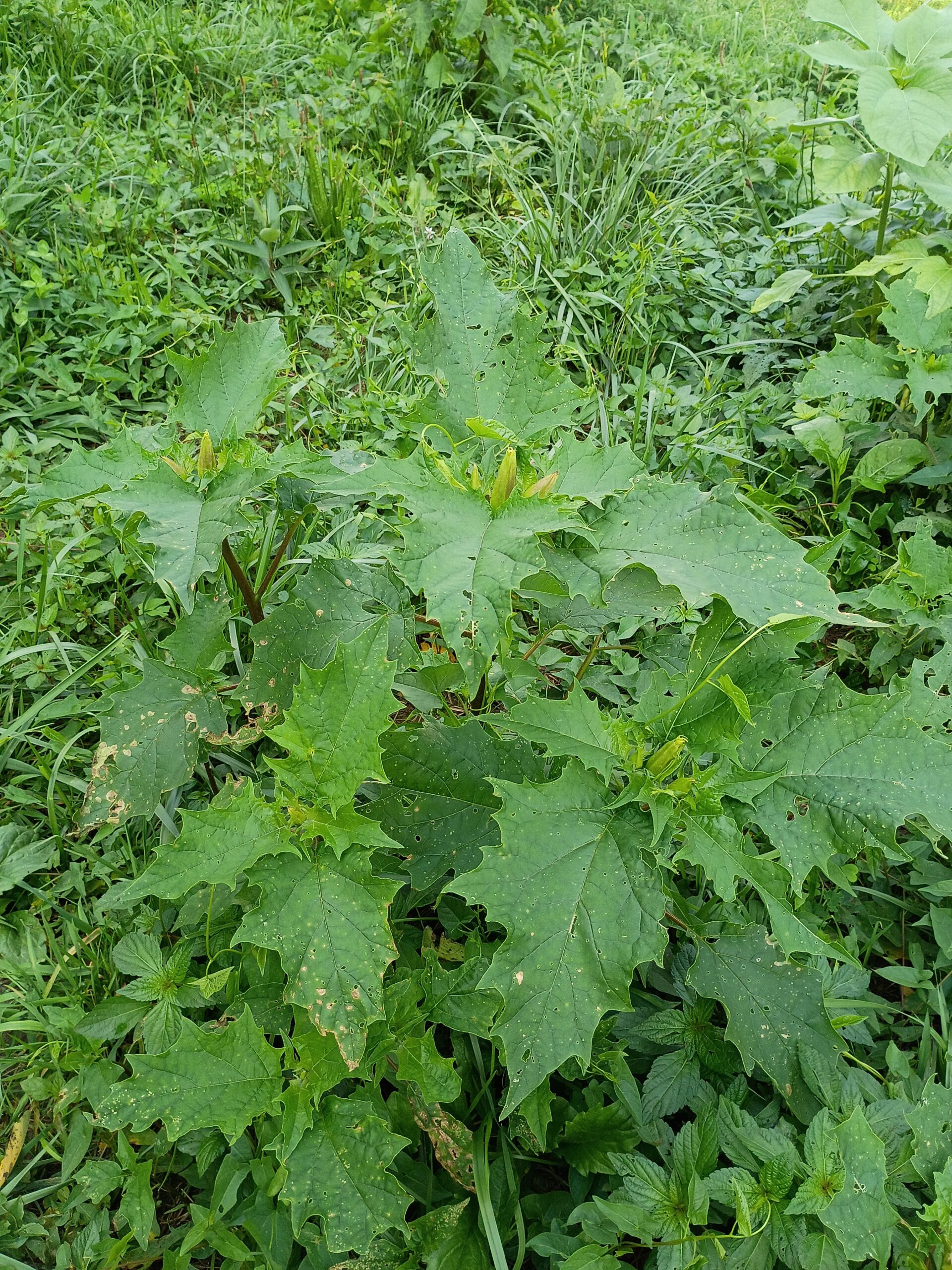 Jimson Weed, a plant in the Datura genus with large, serrated leaves. This one has a few buds on top that will become large, round, white flowers.